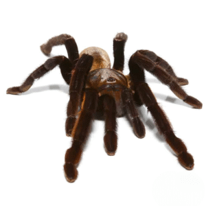 Female Thailand Golden Fringe Tarantula for sale