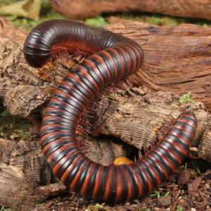 Giant African Millipede for sale