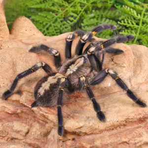 Gooty Sapphire Ornamental Tarantula for sale