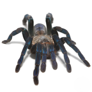 Green Femur Cobalt Blue Tarantula for sale