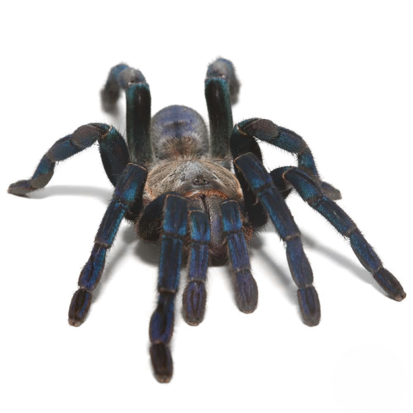 Green Femur Cobalt Blue Tarantula for sale