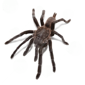 Kaeng Krachan Earth Tiger Tarantula for sale