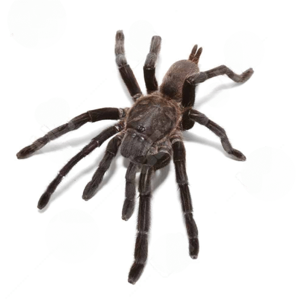 Kaeng Krachan Earth Tiger Tarantula for sale