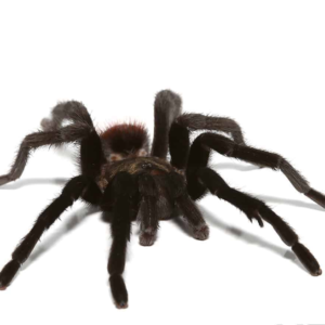 Mature Male Yucatan Rust Rump Tarantula for sale