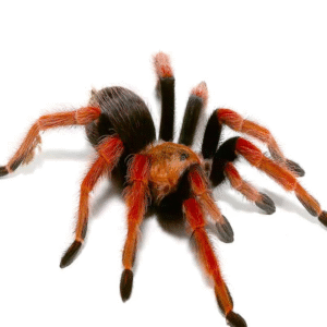 Mexican Fire Leg Tarantula for sale