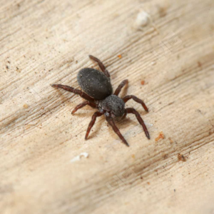 Moravian Ladybird Spider for sale