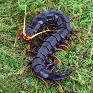 Mt. Merapi Giant Black Centipede for sale