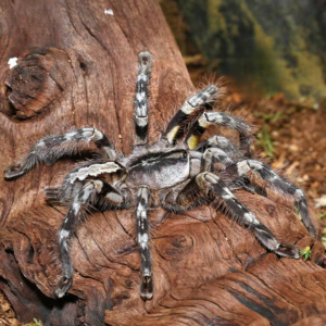 Mysore Ornamental Tarantula for sale