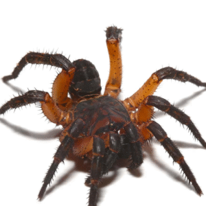 Orange Armored Trapdoor Spider for sale