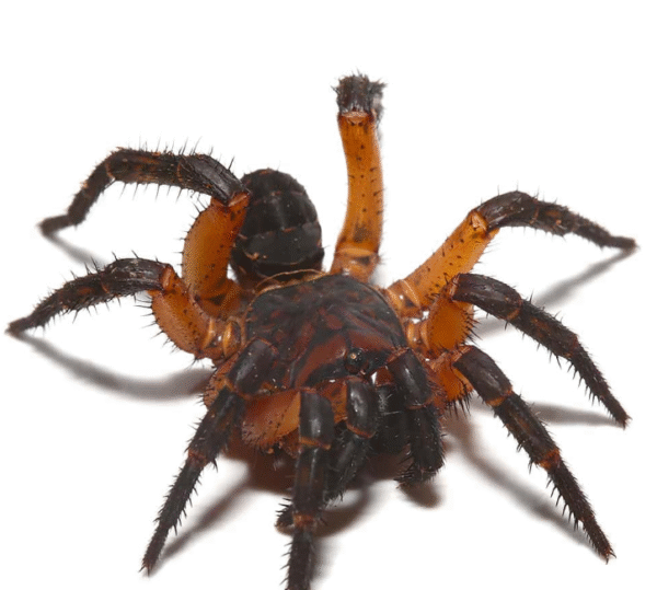 Orange Armored Trapdoor Spider for sale