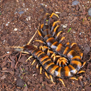 Piece of Lava Centipede for sale