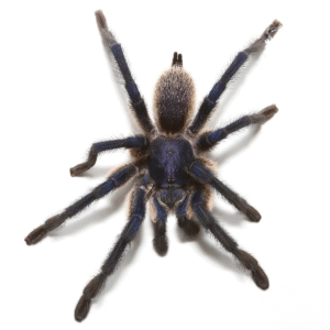 Socotra Island Blue Baboon Tarantula for sale