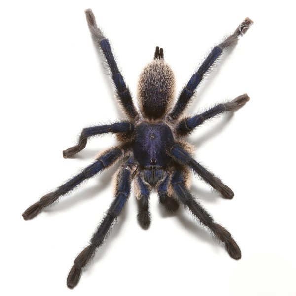 Socotra Island Blue Baboon Tarantula for sale
