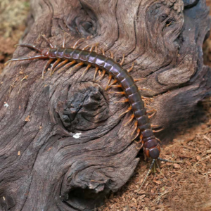 Solomon Island Purple Centipede for sale