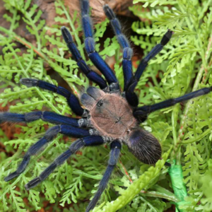 South Thailand Blue Tarantula for sale
