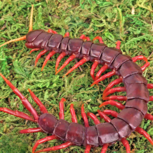 Sumatran Purple Centipede for sale