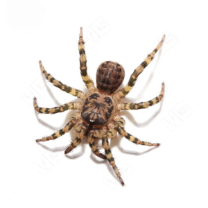 Tiger Armored Trapdoor Spider for sale