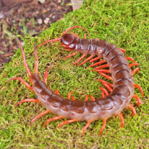 Vietnamese “Orange Leg” Centipede for sale