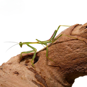 We have Zebra Mantis for sale.
