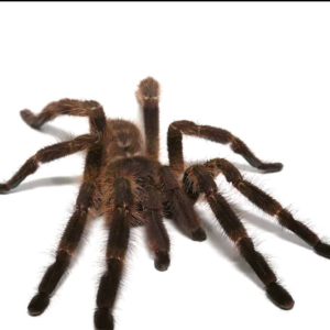 Wessel’s Tiger Ornamental Tarantula for sale