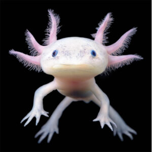 axolotls for sale