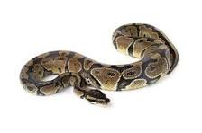 ball pythons for sale