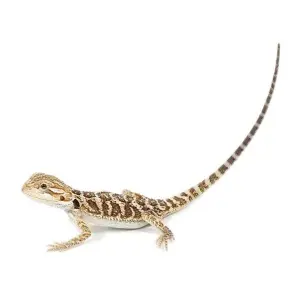 bearded dragons for sale