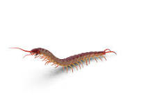 centipedes for sale