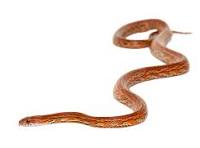 cornsnakes & ratsnakes for sale