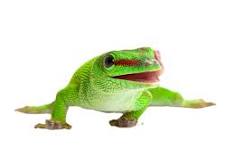 day geckos for sale