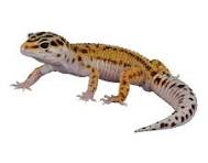 geckos for sale
