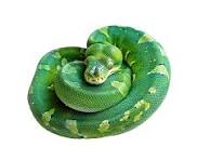 green tree pythons for sale