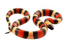 kingsnakes for sale