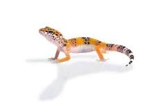 leopard geckos for sale