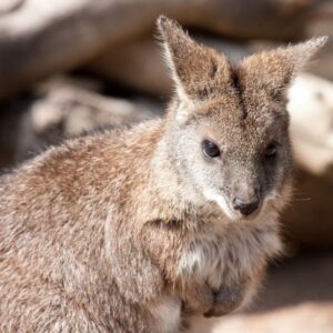 mammals for sale