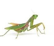 mantis for sale