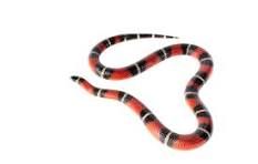 milksnakes for sale