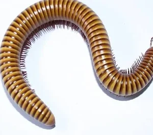 millipedes for sale