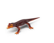 newts for sale