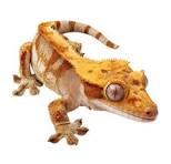 other geckos for sale