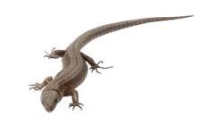 other lizards for sale