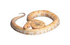 other pythons for sale