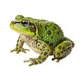 others frogs for sale