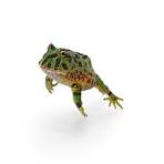 pacman & pixie frogs for sale