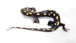 salamanders for sale