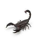 scorpions for sale