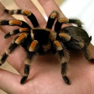 tarantulas & spiders for sale
