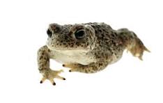 toads for sale