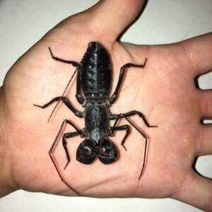 vinegaroons & whiptails for sale