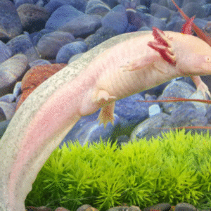 Adult Male Albino Axolotl #1 for sale